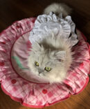 Summer Peach Pet Cooling Mat