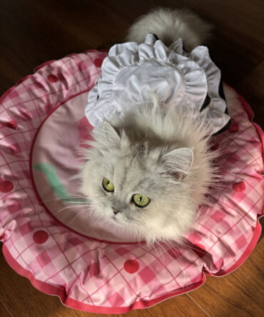 Summer Peach Pet Cooling Mat
