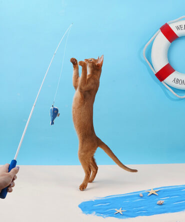 Retractable Cat Teaser Wand