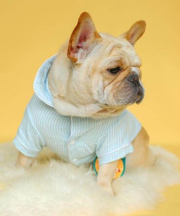 Luxury Dog Cozy Pajamas