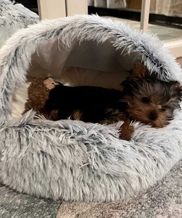 Best Sleep Cuddle Nest Pet Bed