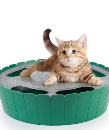 2-in-1 Upgraded Interactive Cat Toy