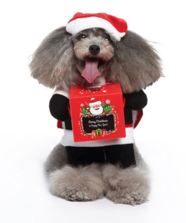 Chucky Pet Costume - Xmas Gift Box