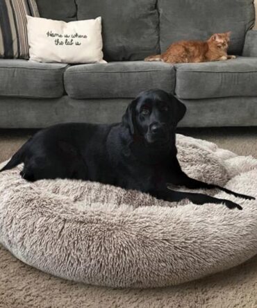 Large Dog Calming Bed